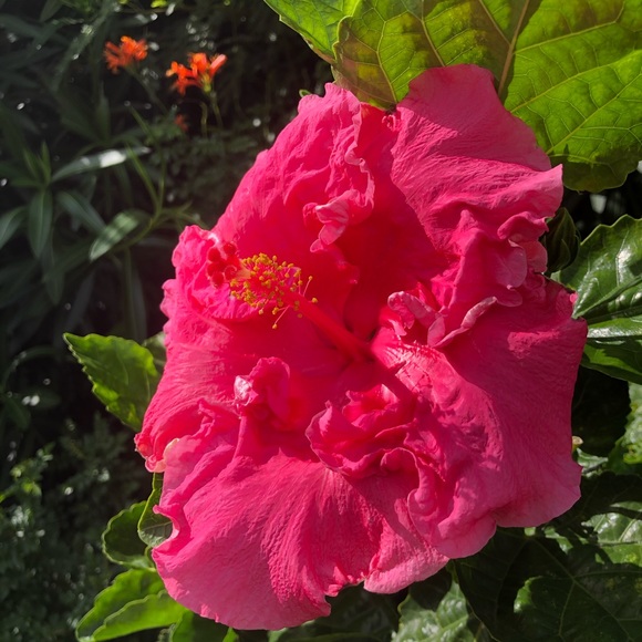 Meet your Posher, Barbara - Picture 1 of 1